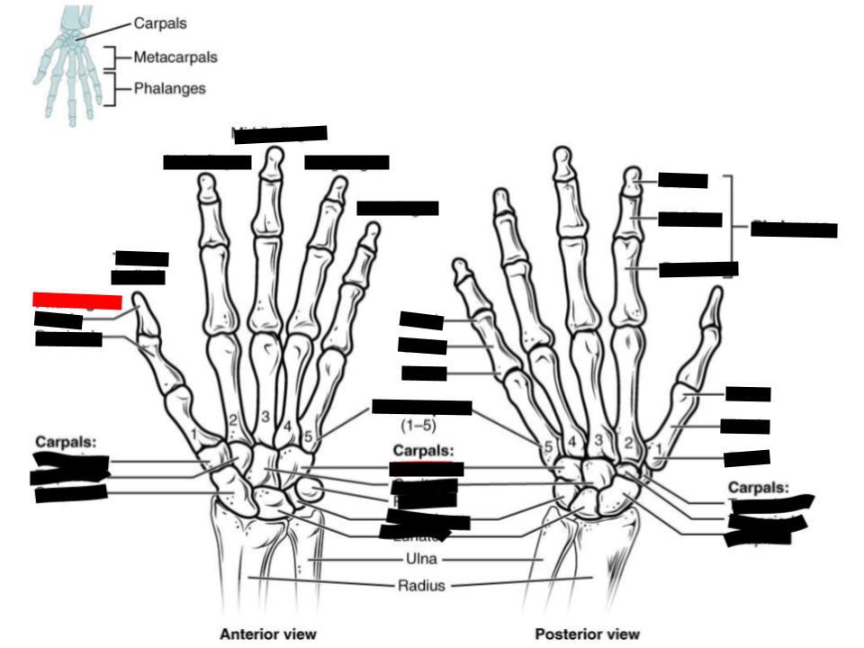 <p><span>the small, cylindrical bones that make up the digits (fingers and toes)</span></p>
