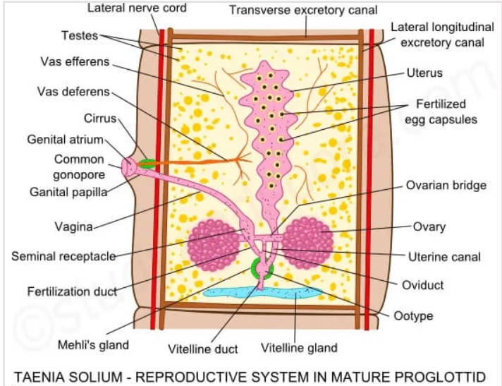 <p>female:</p><ol><li><p>ovarium (can be lobed or unlobed)</p></li><li><p>oviductus</p></li><li><p>ootype - with structures inv. in shell formation</p></li><li><p>mehlis gland - surrounds ootype + sends into it material needed for making eggshell</p></li><li><p>vitelline duct (scattered)</p></li><li><p>seminal vesicle - receptaculum seminis (storage of sperms)</p></li></ol><p>male:</p><ol><li><p>testes - alot</p></li><li><p>vas efferens + deferens</p></li><li><p>cirrus sac, cirrus</p></li><li><p>prostate glands</p></li></ol><p><em>genital pore - only one with one set, while 2 pores in double set of reproductive organs. </em></p>