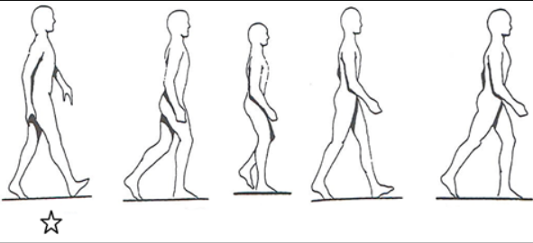<p>The diagram above shows images of an individual walking along a flat horizontal surface, from left to right across the page.</p><p>If this suite of images considers parts of the stance phase of the right foot, what part of the stance phase is highlighted by the 5-pointed star?</p>