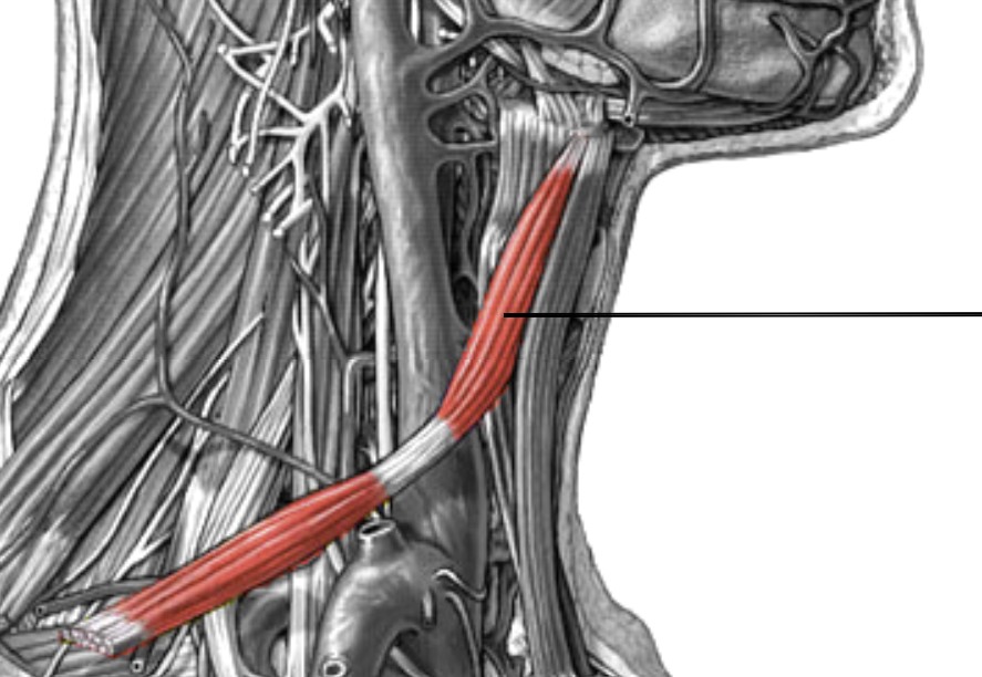 <p>Which anterior muscle of the neck is:</p><ul><li><p>Attach to shoulder &amp; hyoid</p></li><li><p>Action: depress hyoid to stabilize</p></li><li><p>Nerve: <span style="color: yellow;">C1-C3</span> nerve roots</p></li></ul><p></p>