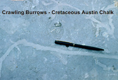 <p>facies example - crawling burrows - cretaceous austin chalk</p>