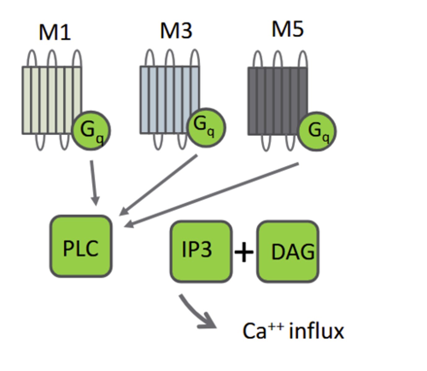 <p>M 3: Excitatory: Gq-linked: ↑PLC, ↑IP3, DAG</p>