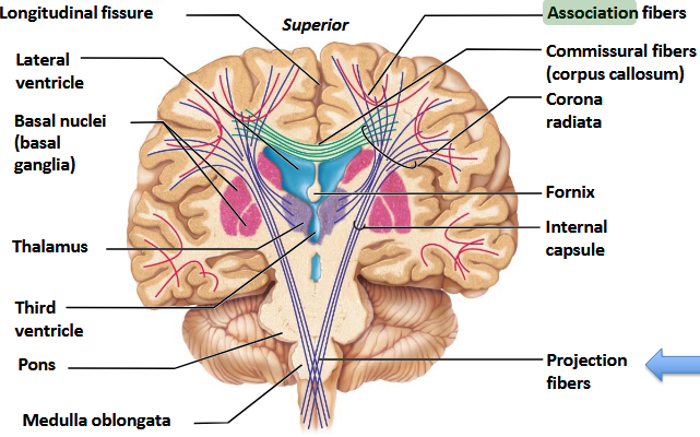 <p>Commissural tracts.</p>