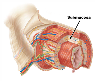 <p>What major/subtype tissue is the submucosa layer of the GI Tract composed of?</p>