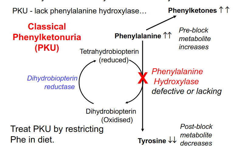<p>Phenylalanine Usually converted to Tyrosine</p>
