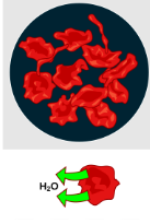 <p>Is this hypotonic, hypertonic, or isotonic </p>