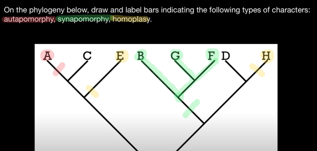 <p>a trait shared with multiple taxa its unqie to group of taxa shared with common ancestor</p>