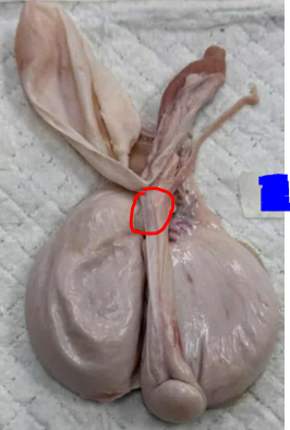 <p>Give the specific name of the part of the organ circled and the specie it came from</p>