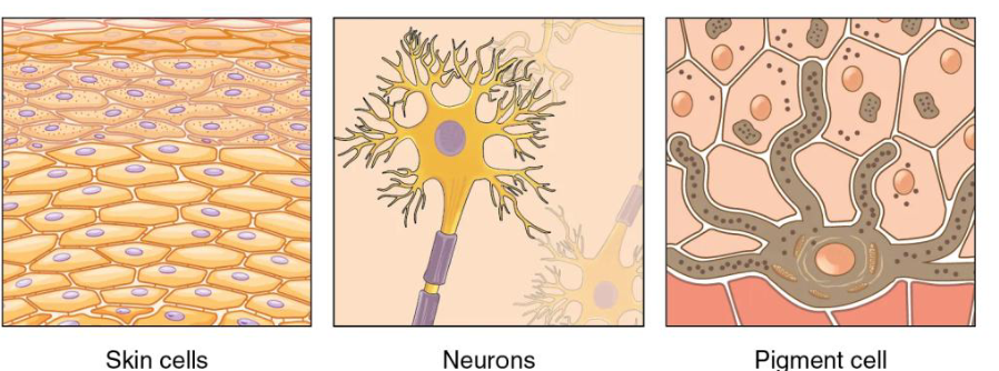 <ul><li><p class="Paragraph SCXO190013679 BCX0" style="text-align: left;"><span style="background-color: inherit; line-height: 23px;"><span>Three layers are called created by a process called gastrula</span></span><span style="line-height: 23px;"><span>&nbsp;</span></span></p></li><li><p class="Paragraph SCXO190013679 BCX0" style="text-align: left;"><span style="background-color: inherit; line-height: 23px;"><span>The three layers are called germ layers- ectoderm, mesoderm and endoderm</span></span><span style="line-height: 23px;"><span>&nbsp;</span></span></p></li></ul><p class="Paragraph SCXO190013679 BCX0" style="text-align: left;"><span style="background-color: inherit; line-height: 23px;"><strong><span>Ectoderms- </span></strong><span>epidermis of skin, the nervous system (including brain), sensory organs</span></span><span style="line-height: 23px;"><span>&nbsp;</span></span></p><p class="Paragraph SCXO190013679 BCX0" style="text-align: left;"><span style="background-color: inherit; line-height: 23px;"><strong><span>Mesoderm- </span></strong><span>The skeleton, muscles, blood vessels, heart, blood, kidneys</span></span><span style="line-height: 23px;"><span>&nbsp;</span></span></p><p class="Paragraph SCXO190013679 BCX0" style="text-align: left;"><span style="background-color: inherit; line-height: 23px;"><strong><span>Endoderm- </span></strong><span>lining of internal organs, including those of the digestive system, respiratory system, liver and pancreas</span></span><span style="line-height: 23px;"><span>&nbsp;</span></span></p>