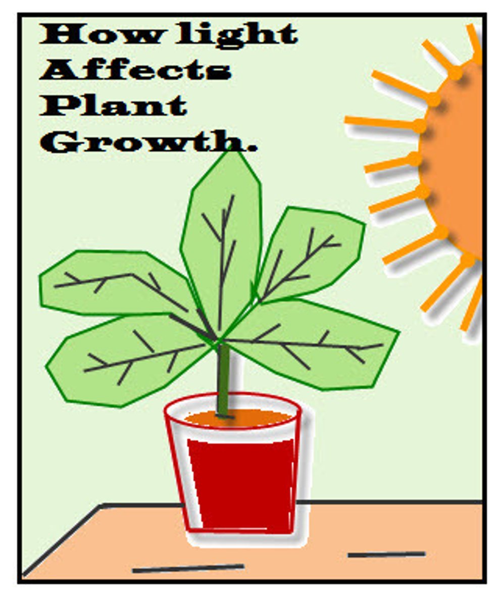<p>1) sunlight</p><p>2) growth</p><p>3) temperature, humidity, container, soil</p>