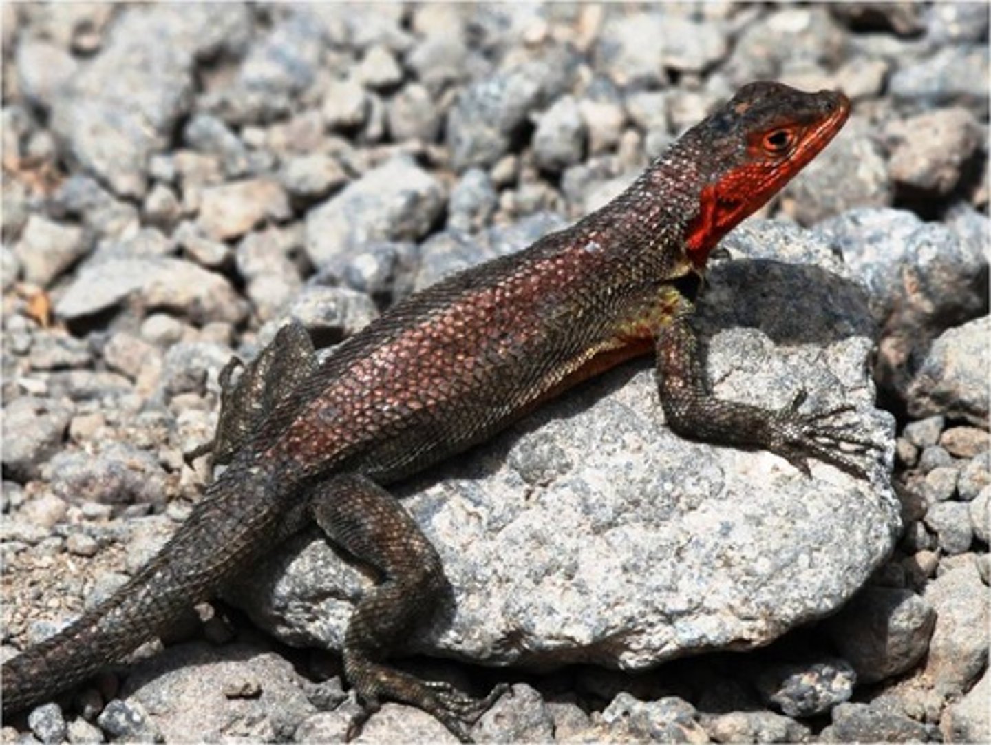 <p>Lava lizards</p><p>Genus known from all the major islands, except for Genovesa,</p><p>Darwin, and Wolf.</p><p>San Cristobal, Floreana, Marchena, Espanola, Pinta, and Pinzon each have their own species.</p><p>While the central and western islands all share the same species, M. albemarlensis. </p><p>.</p><p>Males are typically 2-3 times larger than females, and the body is normally more brightly colored</p><p>or distinctly patterned.</p><p>Lava lizard color may vary depending on the surrounding substrate.</p><p>Females exhibit bright red/orange throat during mating season.</p><p>One of the more noticeable behaviors is their push-ups, which are usually a territorial display.</p><p>Lava lizards are sensitive to movement as well. Especially that of small insects, though they also run after thrown pebbles and candle flame.</p><p>Lava lizards feed primarily on moths, flies, beetles, grasshoppers, grubs, ants, spiders, and</p><p>scorpions.</p><p>Lava lizards are eaten by hawks, snakes, mockingbirds, herons, and centipedes. </p><p>Sometimes,</p><p>when attacked, they lose only part of their tail.</p>