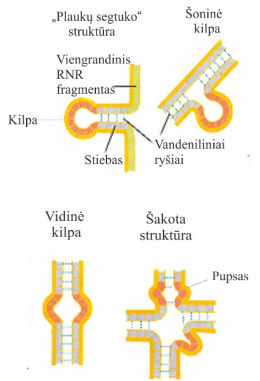 <p>Dvigrandis stiebas, plaukų segtukas, pupsas (nesuporuotas vienas ar keli nukleotidai RNR dvigrandiniame stiebe);</p>