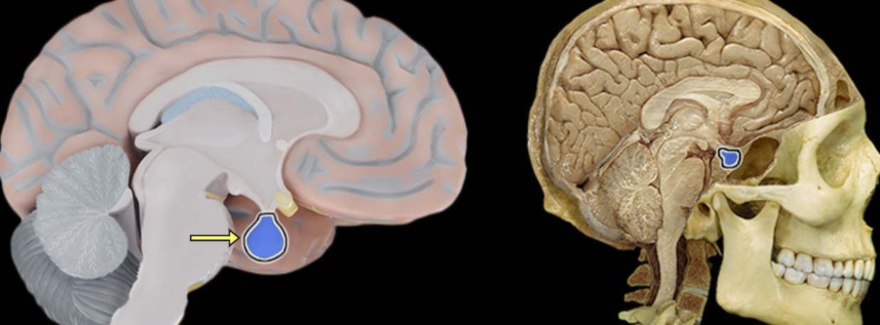 <p>Pituitary gland</p>