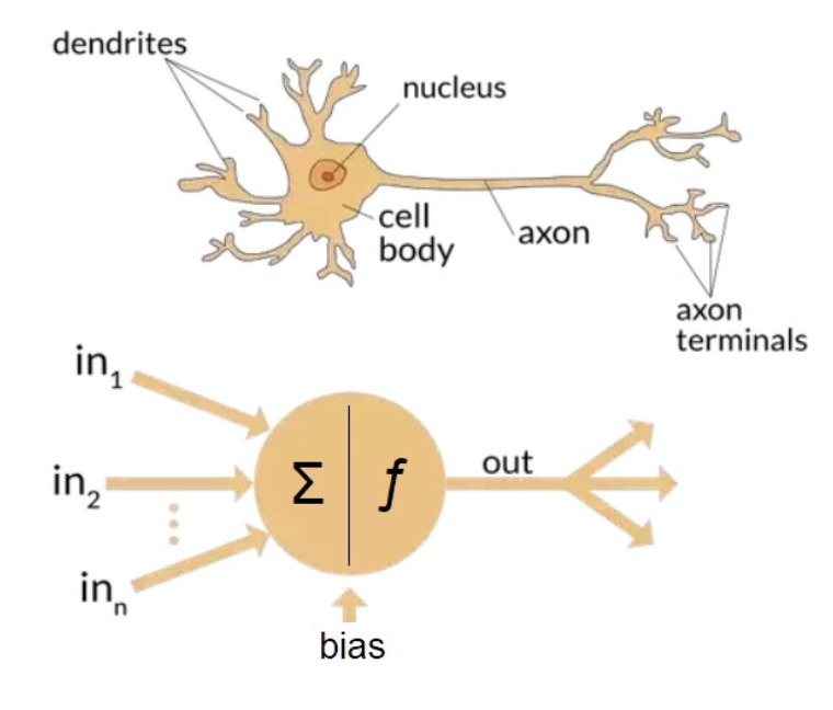 <ul><li><p>inspired by biological processes scientists were able to observe in the brain</p><ul><li><p>perceptron vs neuron</p></li><li><p>inputs vs dendrites</p></li><li><p>nodes vs nucleus</p></li><li><p>signals vs electrical impulses</p></li></ul></li></ul><p></p>