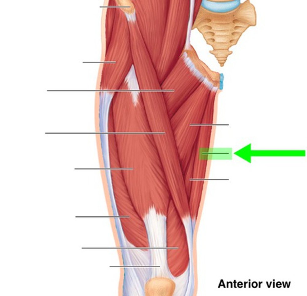 <p>What muscle is this?</p>