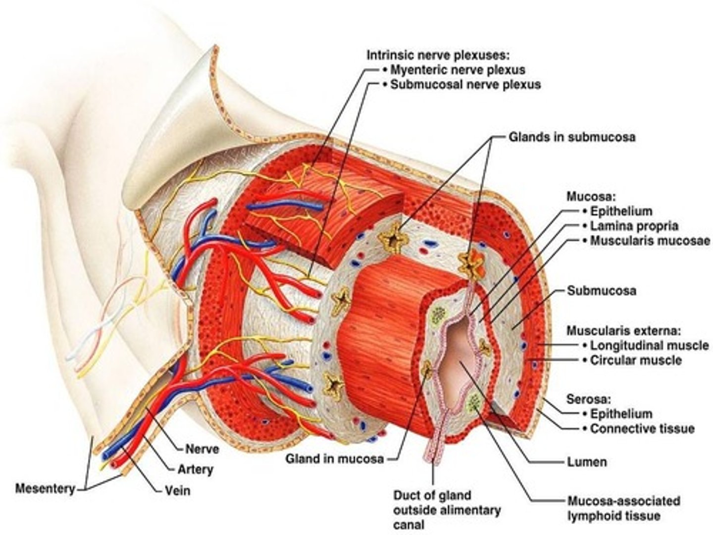 <p>the four basic tissue layers that make up the walls of the alimentary canal organs from the esophagus to the large intestine</p>