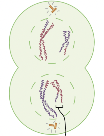 <p>Telophase I</p>