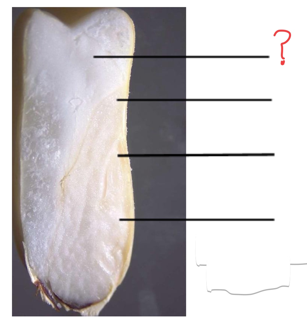<p>What is this seed structure? And which organs of the mature plant arise from these embryonic parts (if any do)?</p>