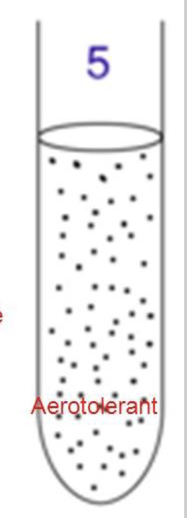 <p><span><span>aerotolerant anaerobic species</span></span></p>