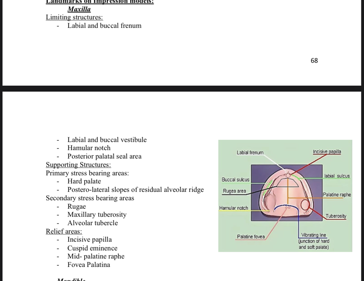 <p>maxilla</p>