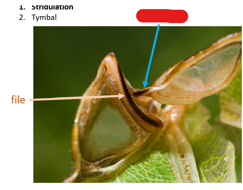 term image