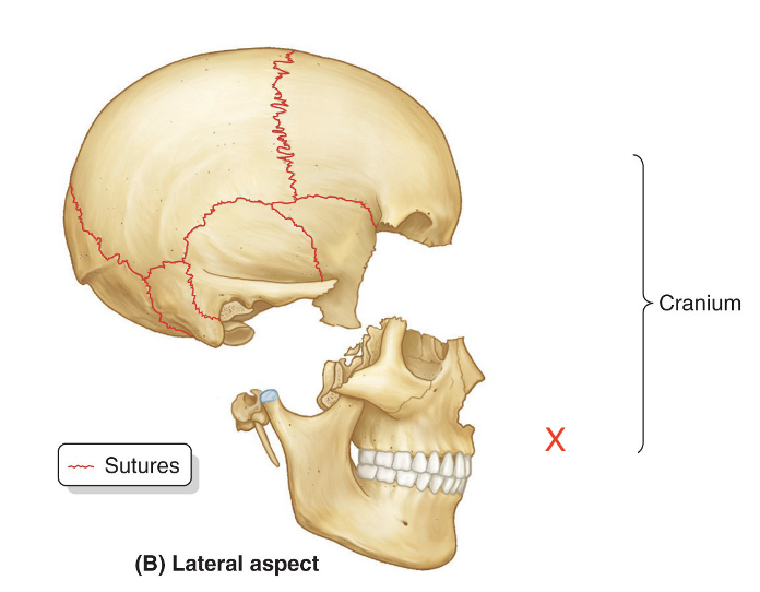 <p>Name the area marked “X”</p>