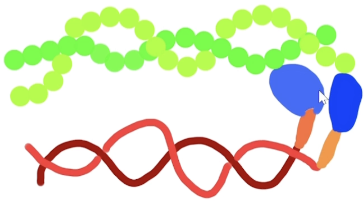 <p><strong>Actin</strong></p><ol><li><p>Is also a protein</p></li><li><p>makes up the thin filament of the sarcomere</p></li><li><p>Has 2 chains that form a helix</p></li><li><p>Has an active site that binds myosin cross bridge</p><p></p></li></ol><p>Interaction Between Actin and Myosin:</p><ul><li><p>The active site of actin and myosin bind</p></li><li><p>The ATP allows the crossheads of myosin to move the actin towards M-Line.</p></li></ul>