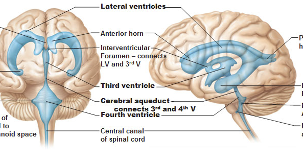 <p>3rd, 4th, + lateral </p>