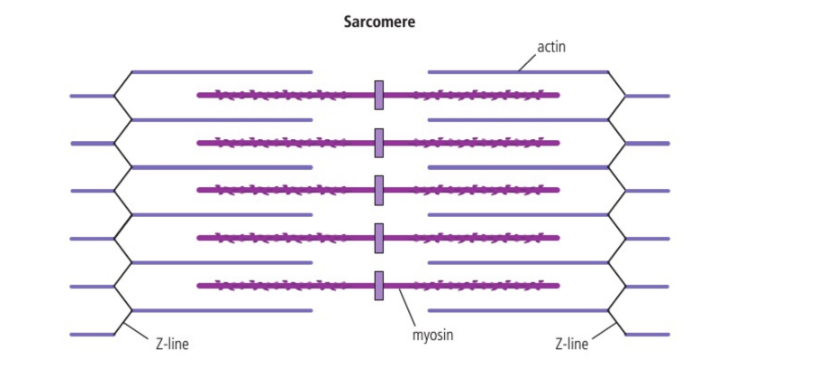 <p>When one sarcomere contracts, all the sarcomeres in the same muscle contract</p><p>The resulting action makes the muscle fibre and the entire muscle shorter</p>