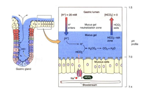 <ol><li><p>Thick layer of bicarbonate-rich mucus</p></li><li><p>Tight junctions between epithelial cells</p></li></ol><ul><li><p>Prevent gastric juice from seeping underneath tissue</p></li></ul><ol start="3"><li><p>Damaged epithelial cells are quickly replaced by division of <strong>intestinal stem cells (ISC)</strong></p><ul><li><p>to avoid holes or sores in stomach</p></li></ul></li></ol><ul><li><p>Surface cells replaced every 3–6 days</p></li></ul><p></p>
