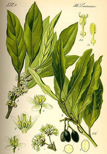 term image