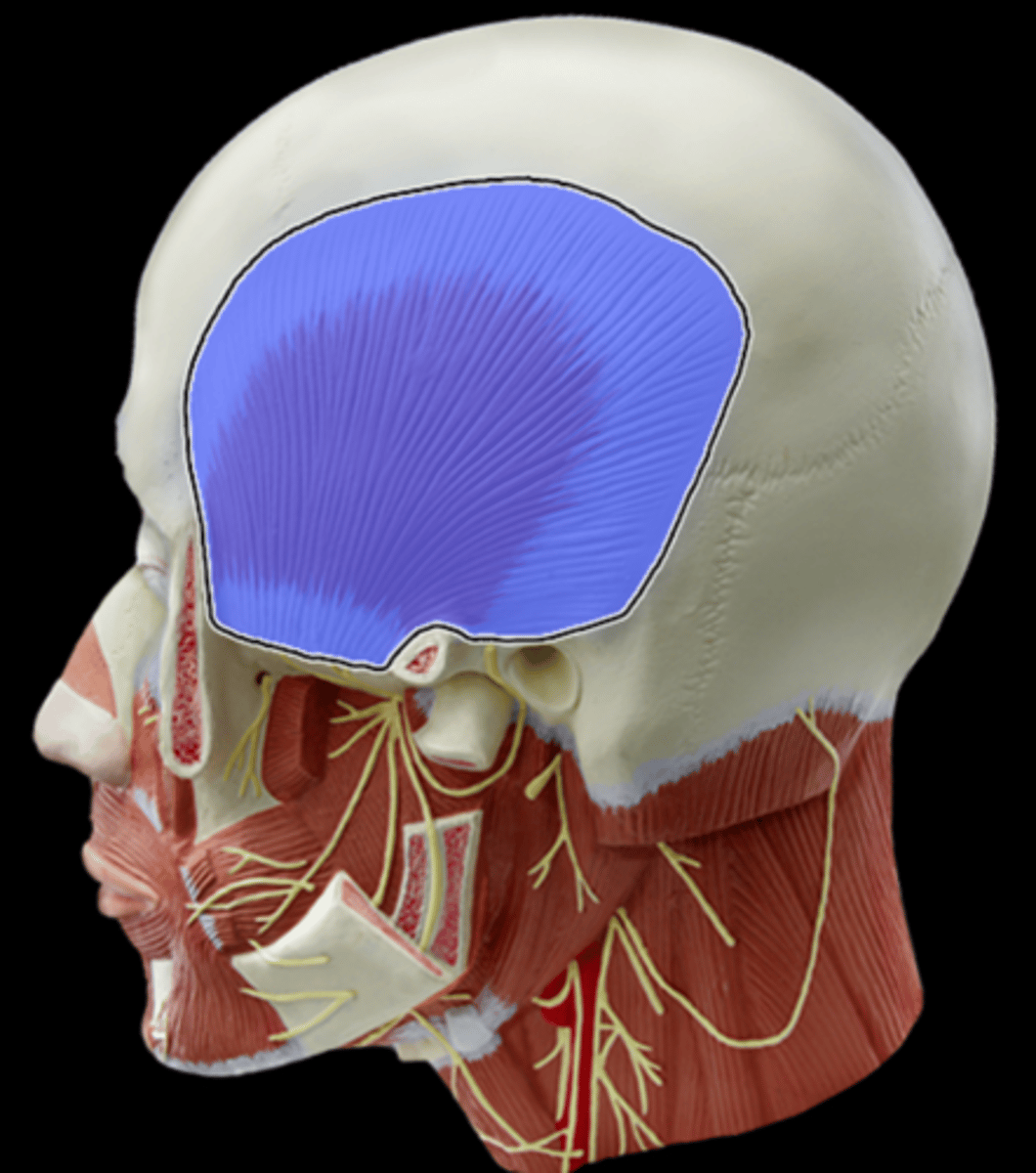 <p>What Muscle Is Highlighted?</p>