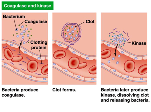 <ol><li><p>Bacteria produce <strong><u>coagulase</u></strong></p></li><li><p>Clot forms around the bacteria</p></li><li><p>Bacteria release kinase to break down the clot and then enter the vasculature</p></li></ol><p></p>