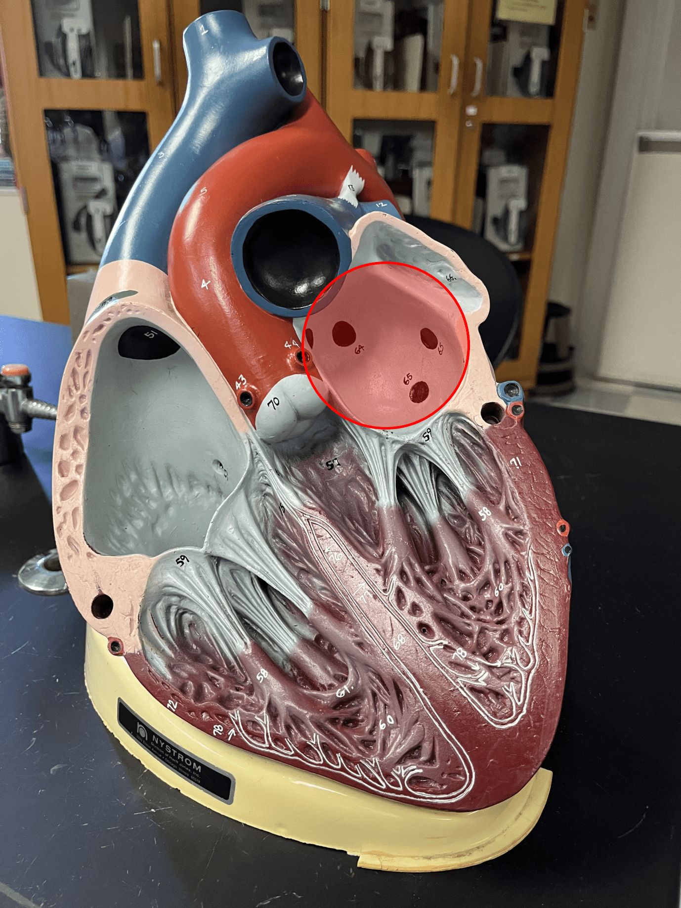 • The superior, left chamber of the heart.

• Receives oxygenated blood from the pulmonary veins.

• Pumps blood to the left ventricle.