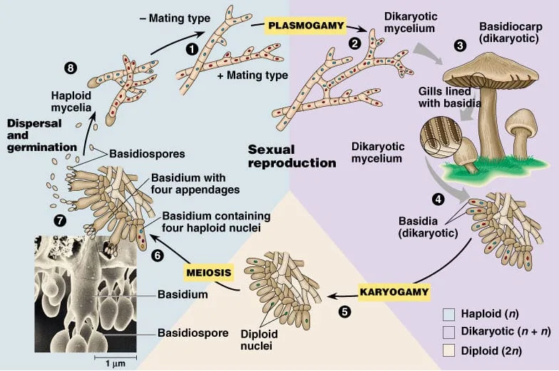<p>Which life cycle is this?</p>