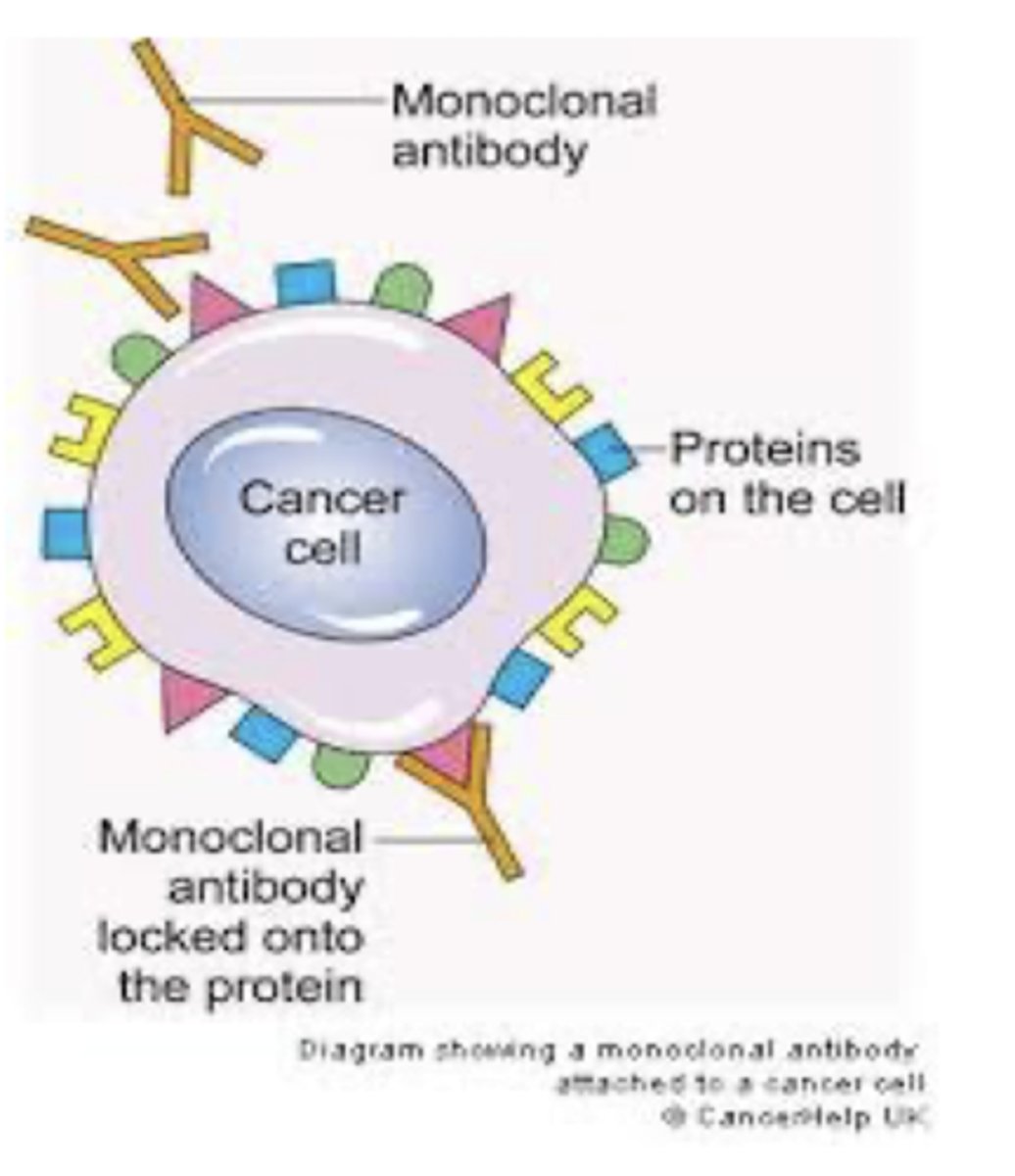 <p>Cell cloning techniques used to manufacture antibodies that bind to a specific antigen on tumor cells..."targeting" effect</p>