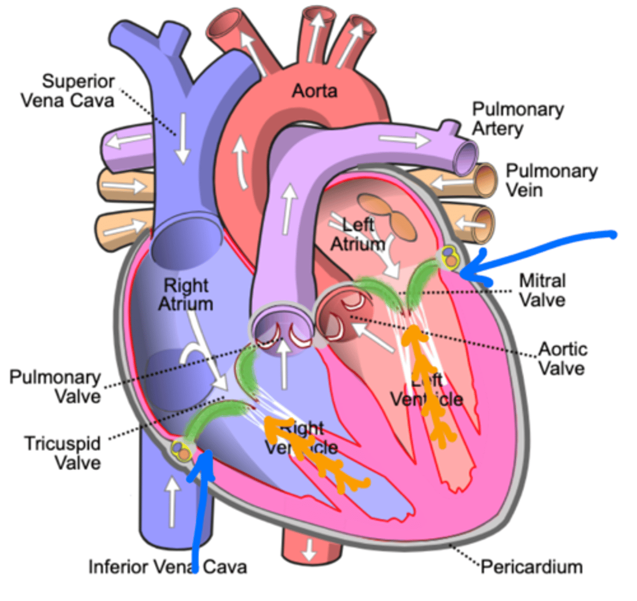 <p>"atrioventricular valves"; tricuspid valve and mitral/bicuspid valve</p>