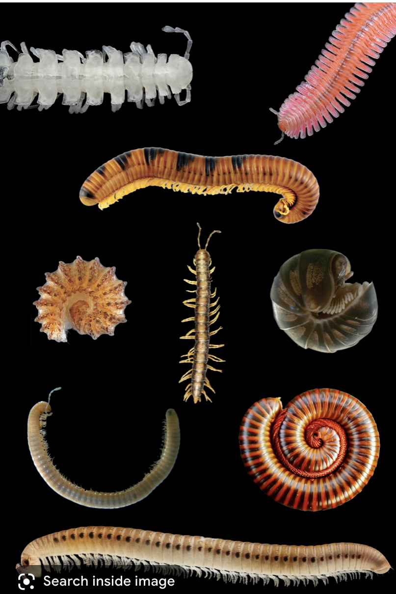 Phylum