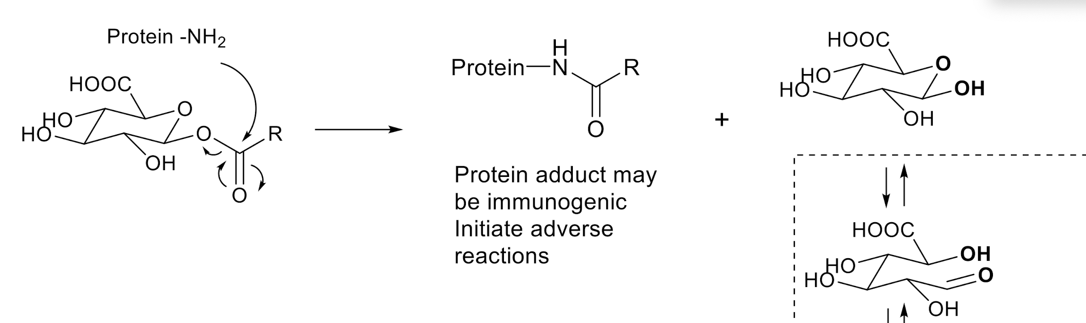 Acyl group is transferred to an incoming nucleophile

lysine NH2

Cysteine SH

Serine OH