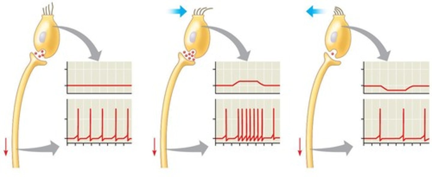 <p>Electrical signals transmitting information along neurons.</p>