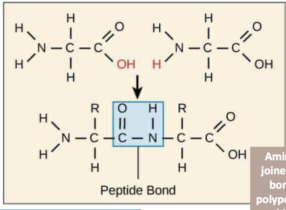 <p>the carboxyl group of one amino acid reacts with the amino group of another amino acid, and dehydration synthesis/condensation occurs (release of a water molecule). this is catalyzed in the large subunit of the ribosome. ** Practice drawing these</p>