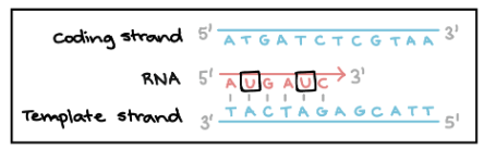 <p>It is where the production of the RNA transcript occurs</p>