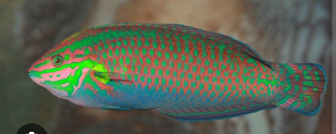 <p class="has-focus">Labridae family</p><p class="has-focus">feed on small crustaceans and invertebrates</p><p>earthy red body lined with phosphorescent green stripes. Its belly is blue with scales marked by vertical, crescent-shaped stripe.</p>