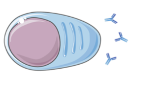 <ul><li><p>B cell subset</p></li><li><p>Effector B cell</p></li><li><p>Produce large quantities of antibodies</p></li></ul><p></p>