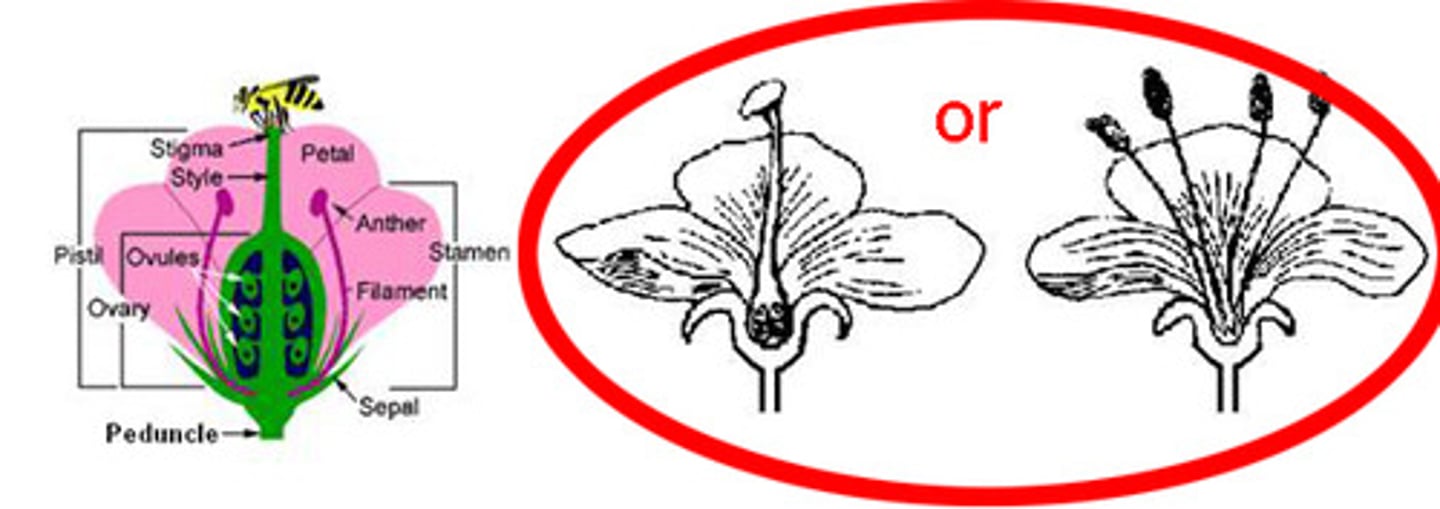 <p>have carpels OR stamen, not both</p>