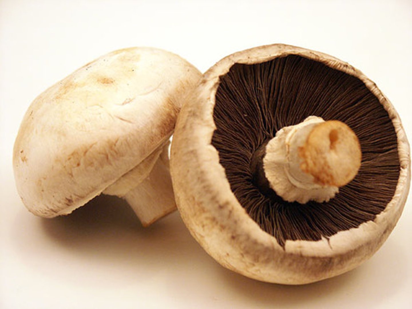 <p>- de "vanliga" svamparna man tänker på</p><p>- långt dikaryotisk fas (n+n)</p><p>- mutualister/parasiter/nedbrytare</p><p>- sexuellspridning för det mesta</p><p>- karyogami och meios sker i basiderna</p><p>- avkomman växer väldigt snabbt, på bara några timmar</p>