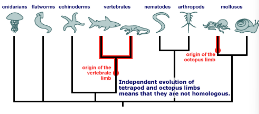 <p>Limb and Bone analogy</p>