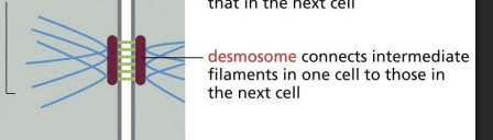 <p>found in tissues subjected to mechanical stress to provide strength. Contains cadherins that link cells with small extracellular gap. Cadherins in desmosomes are also linked to IF network inside of cells!</p><p></p><p></p>