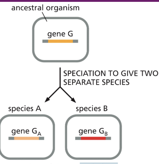 <p>genes in different species that evolved from a common ancestral gene; usually retain the same function.</p><ul><li><p>Human β-globin gene vs. mouse β-globin gene (both carry oxygen in red blood cells).</p></li></ul><p></p>