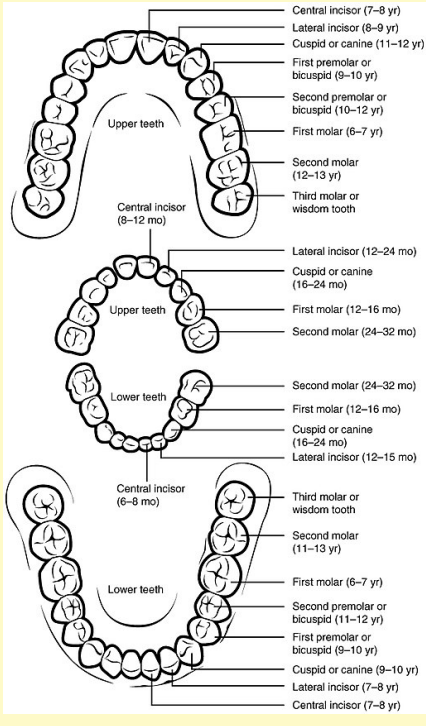 Diagram of the teeth 